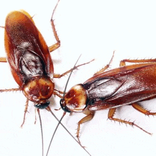 cucarachas