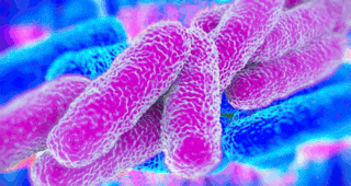 bacteria-legionella